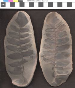 Small image of specimen