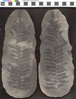 Small image of specimen