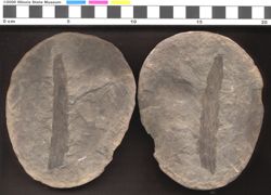 Small image of specimen