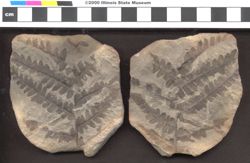 Small image of specimen