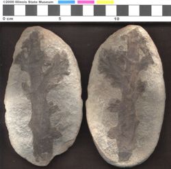 Small image of specimen