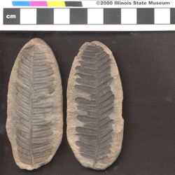 Small image of specimen