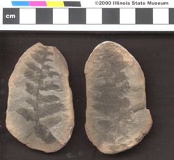 Small image of specimen