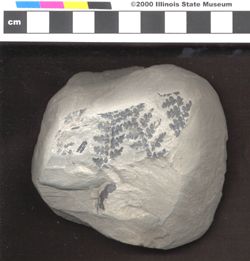 Small image of specimen