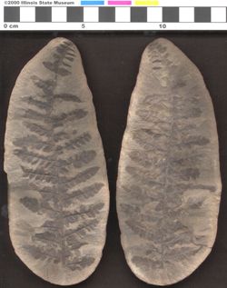 Small image of specimen