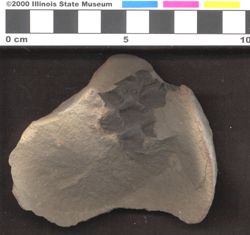 Small image of specimen