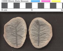 Small image of specimen