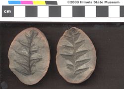 Small image of specimen