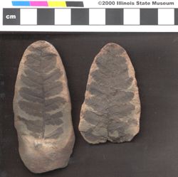 Small image of specimen
