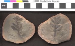 Small image of specimen