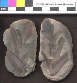Small image of specimen