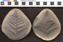 Small image of specimen