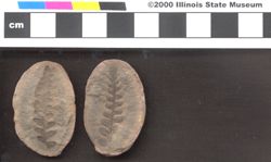 Small image of specimen