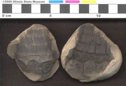 Small image of specimen