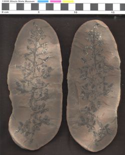 Small image of specimen