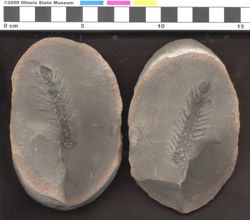 Small image of specimen