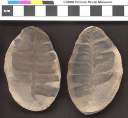 Small image of specimen