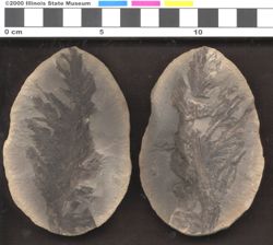 Small image of specimen