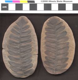 Small image of specimen