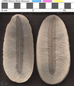 Small image of specimen