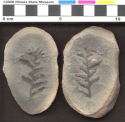 Small image of specimen