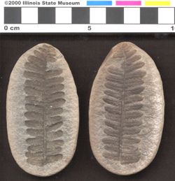 Small image of specimen