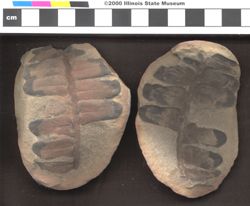 Small image of specimen