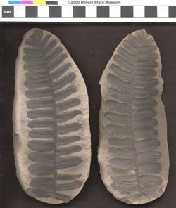 Small image of specimen