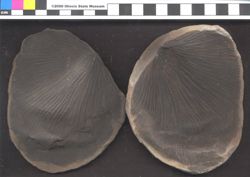 Small image of specimen