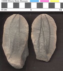 Small image of specimen