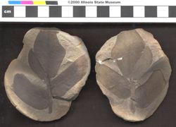 Small image of specimen