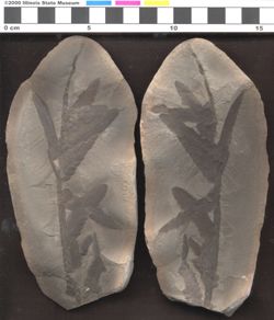 Small image of specimen
