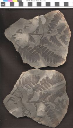 Small image of specimen