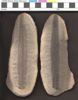 Small image of specimen