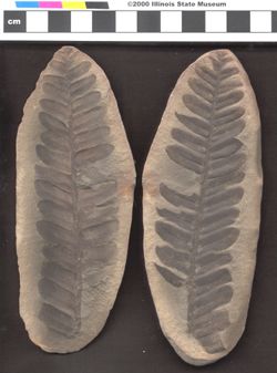 Small image of specimen