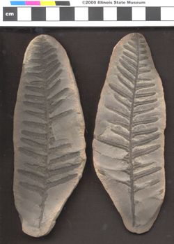 Small image of specimen