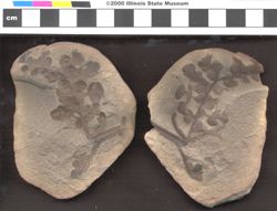 Small image of specimen