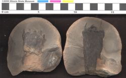 Small image of specimen