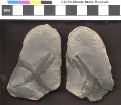 Small image of specimen