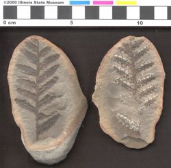 Small image of specimen