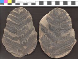 Small image of specimen