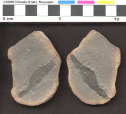 Small image of specimen