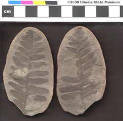 Small image of specimen