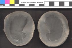 Small image of specimen