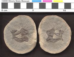 Small image of specimen