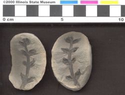 Small image of specimen