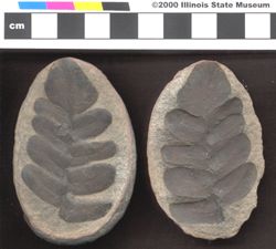 Small image of specimen