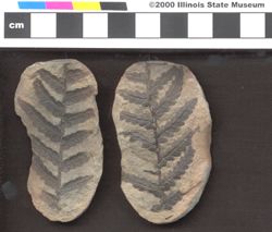 Small image of specimen