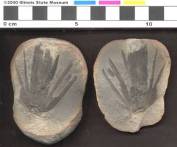 Small image of specimen