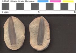 Small image of specimen